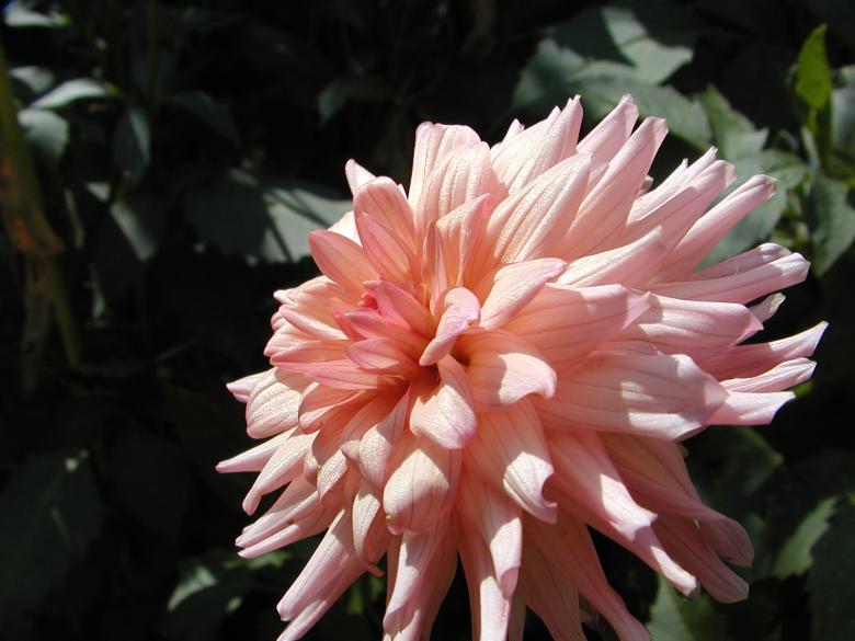 Free stock image of Pink Flower created by sn4tch