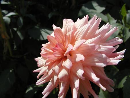 Pink Flower