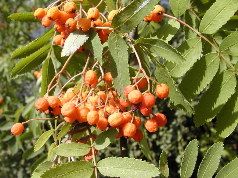 Free stock image of Rowan Berry created by sn4tch