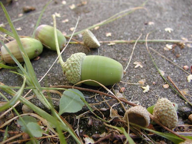 Free stock image of Acorn created by sn4tch
