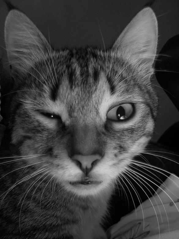 Free stock image of Mad cat created by Konstantin