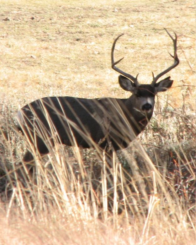 Free stock image of Muledeer buck created by Debbie Jones