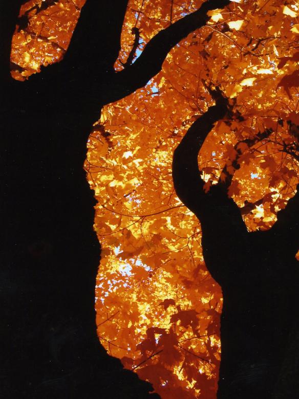 Free stock image of Autumn leaves created by Glenn Gallimore