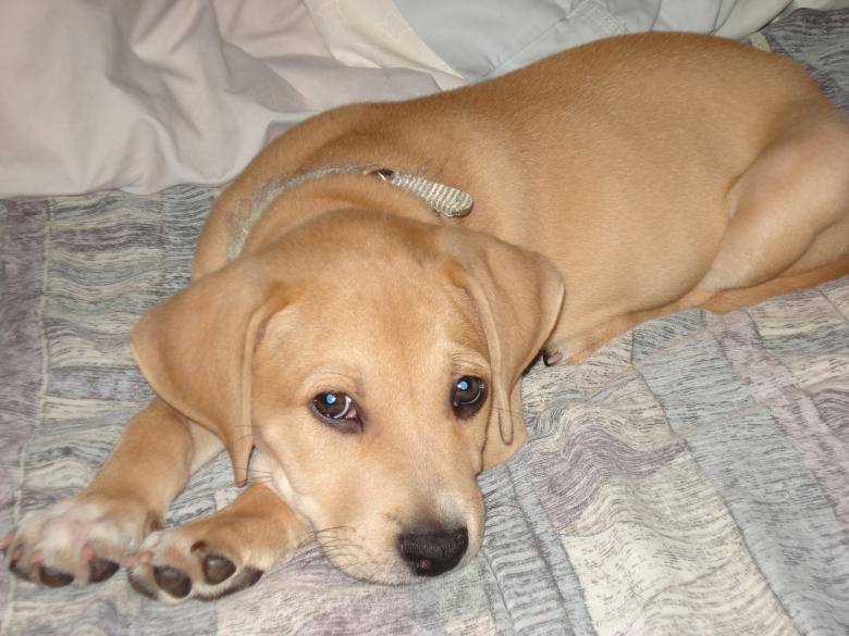Free stock image of Rex the puppy created by Cheryl Recca