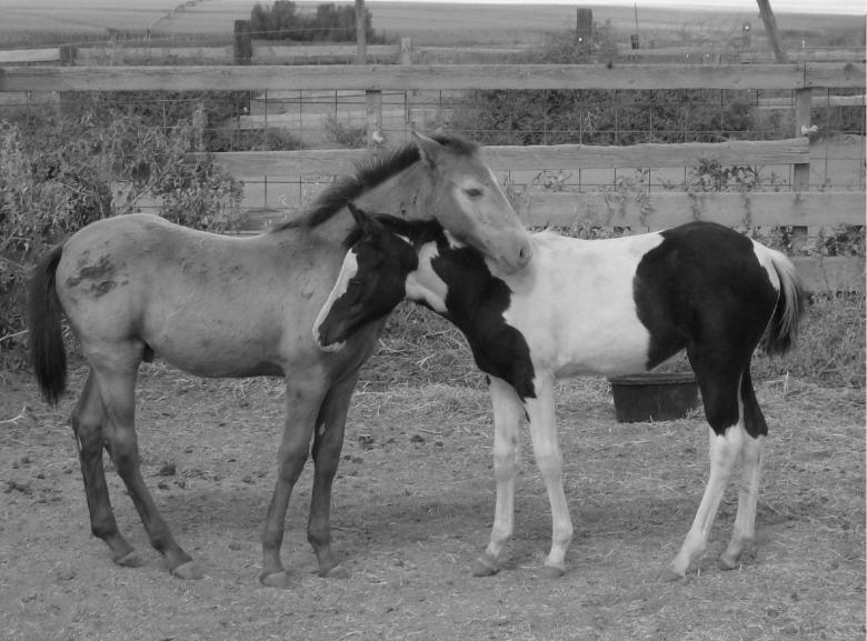 Free stock image of Loving colt created by Shandra