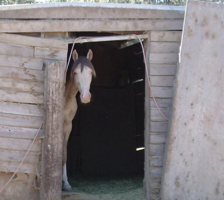 Free stock image of Stallion camera shy created by Shandra