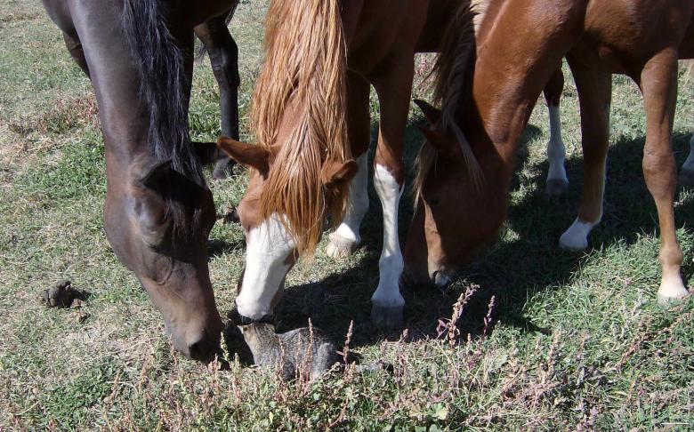 Free stock image of Young horses smell the cat created by Shandra