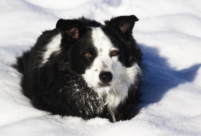 Free stock image of Daisy created by Maria Procter