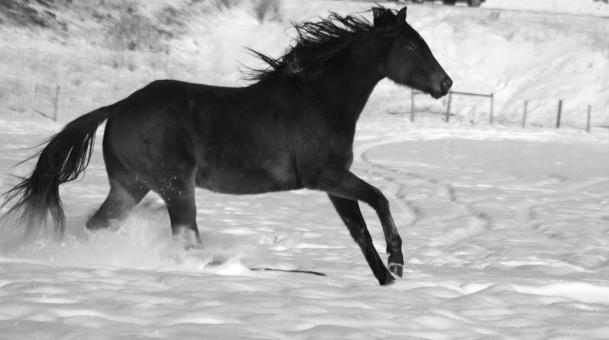 Free Stock Photo of Winter run