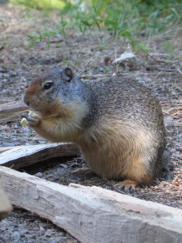 Free stock image of Squirrel created by Lori Christensen