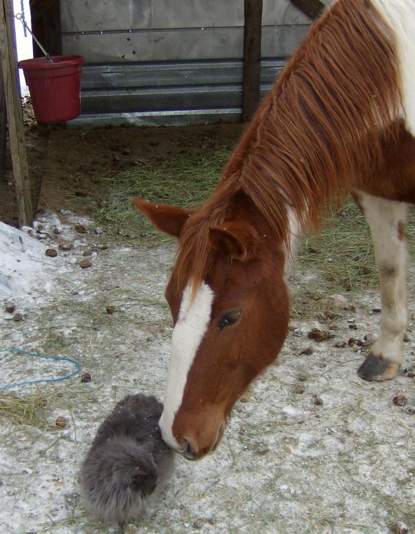 Free stock image of Cheyanne and kitty created by Shandra