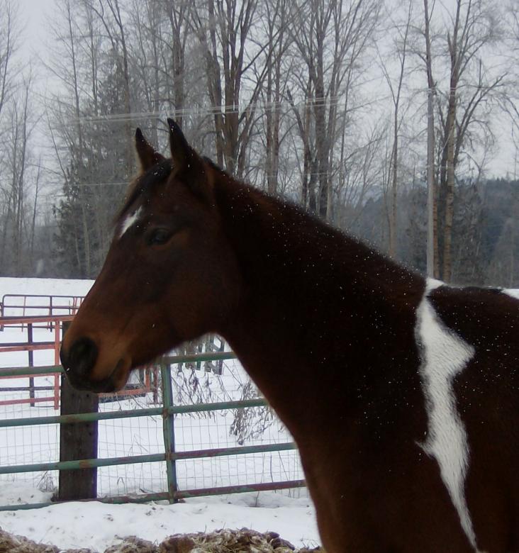 Free stock image of Beautiful horse created by Shandra