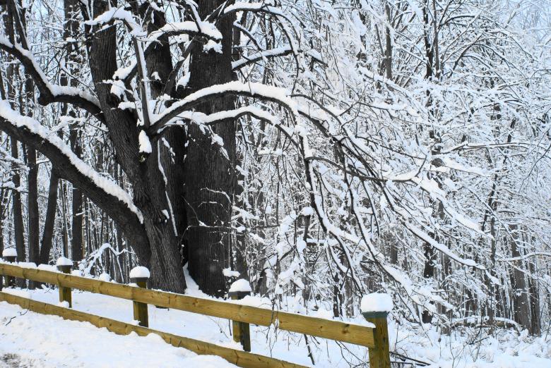 Free stock image of Snow covered created by Pamala Ramsey