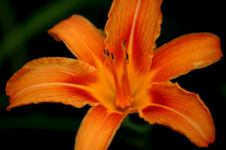 Free stock image of Lily created by Maria Procter