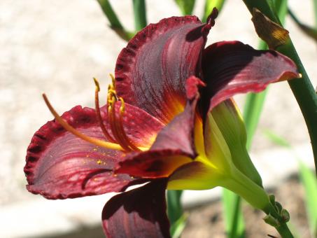 Blood red Flower - Free Stock Photo