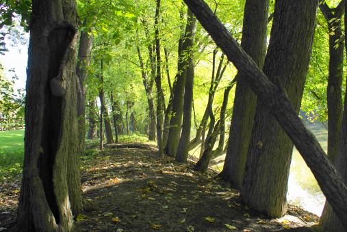 Woods - Free Stock Photo