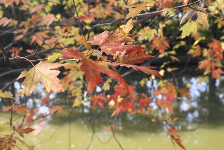 Free stock image of Autumn leafs created by Pamala Ramsey