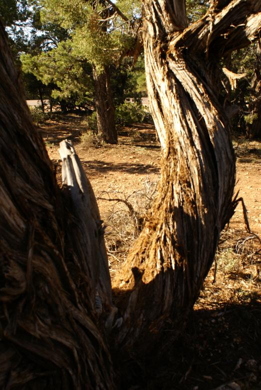 Free stock image of Twisted tree created by Pamala Ramsey