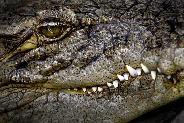 Free stock image of Crocodile created by SimpleLine