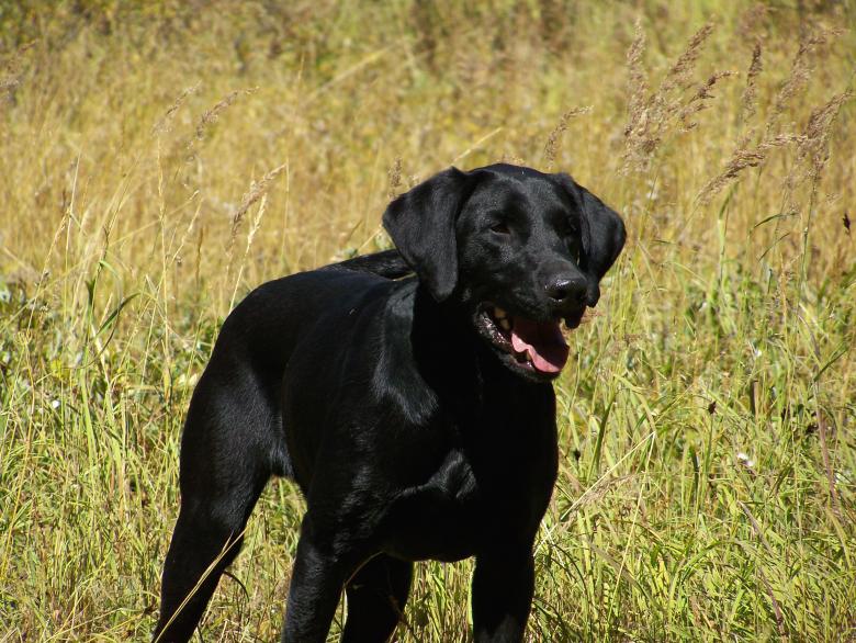 Free stock image of My bros lab created by casey carpenter