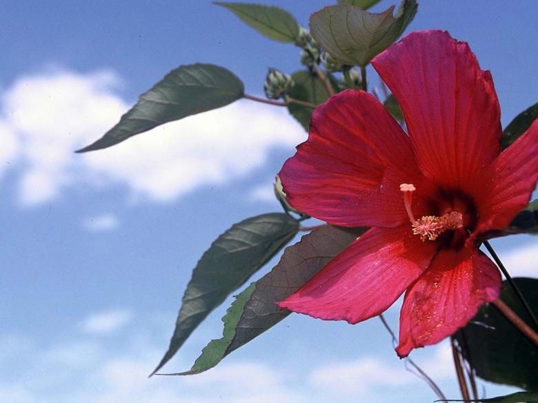 Free stock image of Nature at its best created by Tavares Hanks