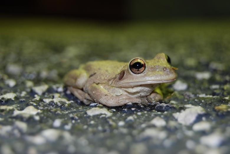 Free stock image of Tree Frog created by Cheryl Recca