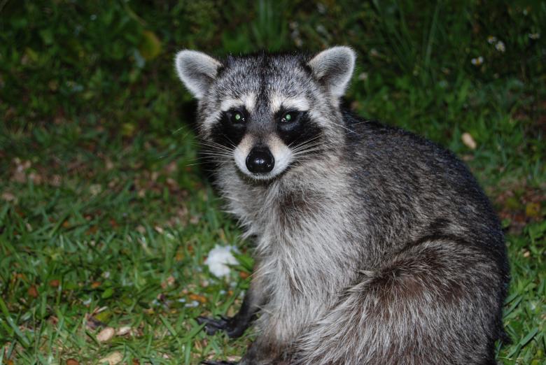 Free stock image of Raccoon created by Cheryl Recca