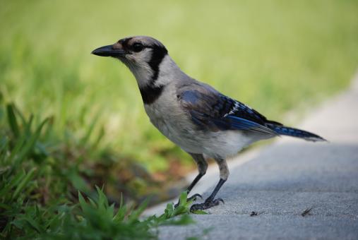Blue Jay - Free Stock Photo