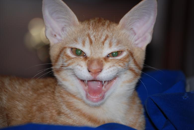 Free stock image of Neko Speaks created by Cheryl Recca