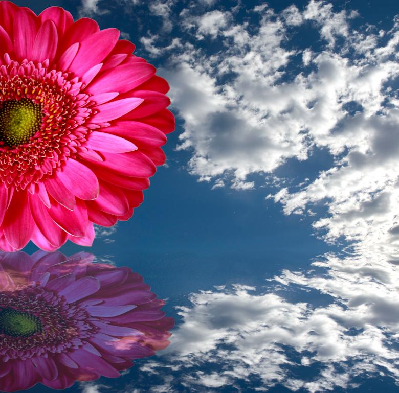 Free stock image of Flower reflection created by fernevans