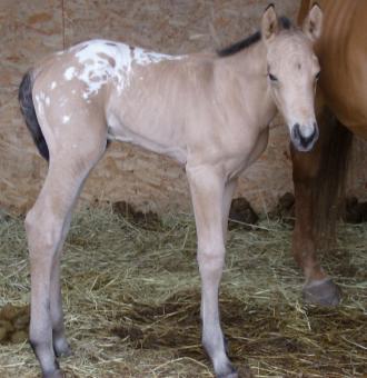 Newborn Appy Colt - Free Stock Photo