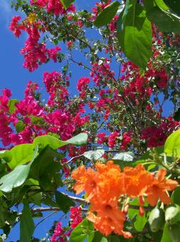 Tropical flowers - Free Stock Photo
