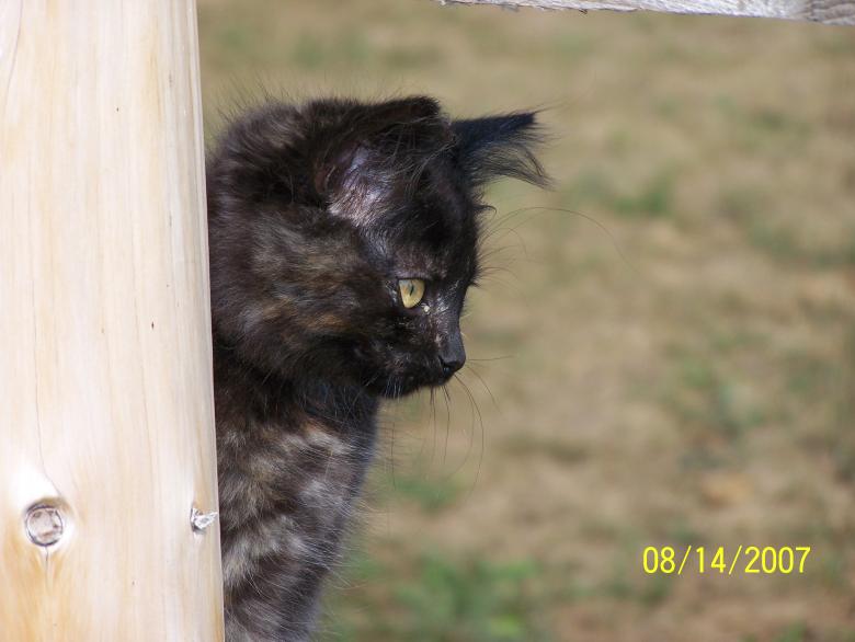 Free stock image of Smokey created by Claire Malcolm