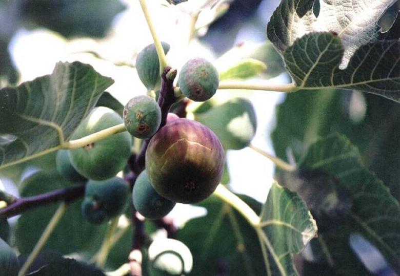 Free stock image of Figs created by melissa madison moreno