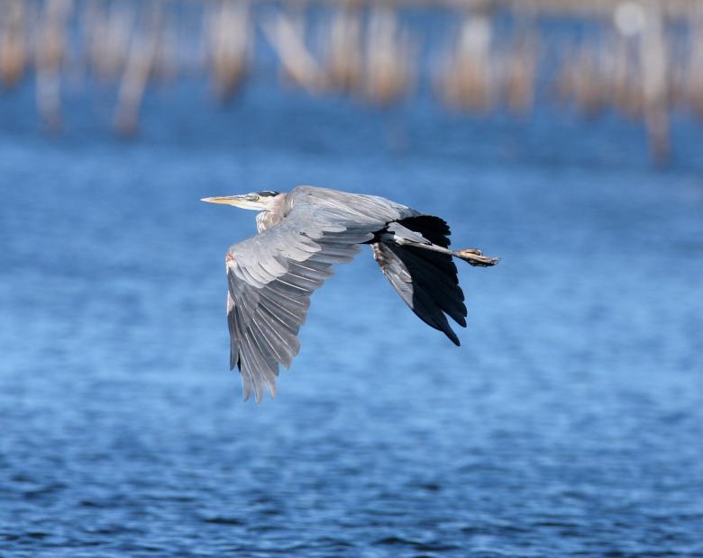 Free stock image of Birds of prey created by Cheryl Ann Victoria E