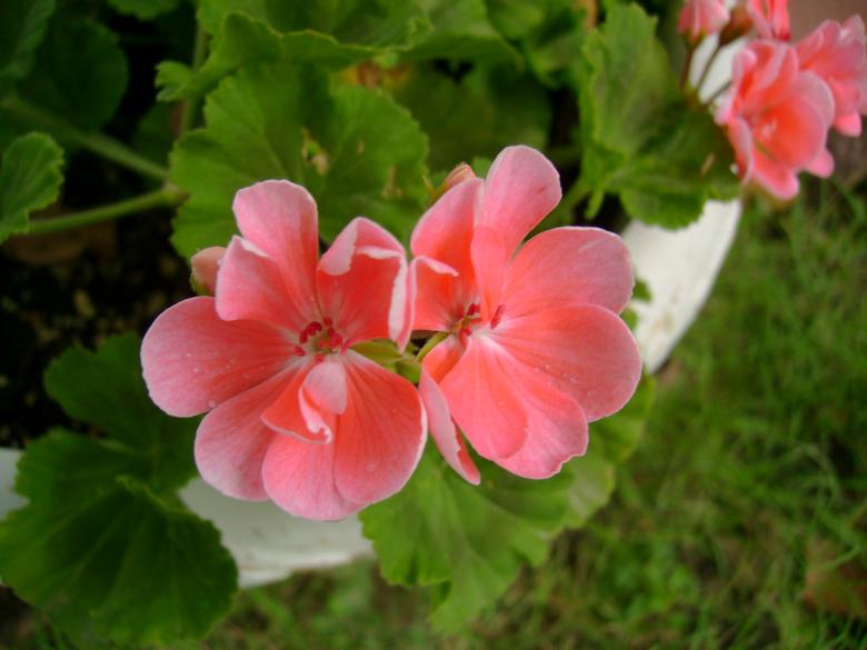Free stock image of Pink flowers created by Roxi Suffield