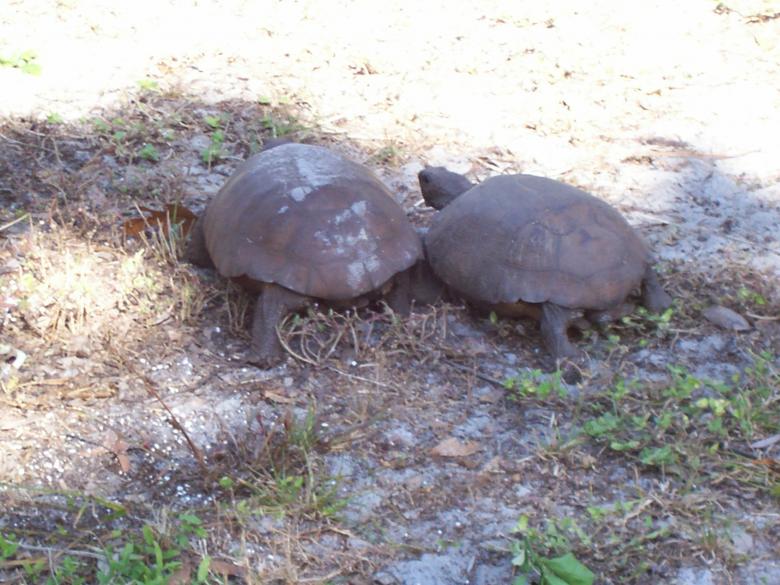 Free stock image of Florida endangered gopher tortoise created by joy sheppard