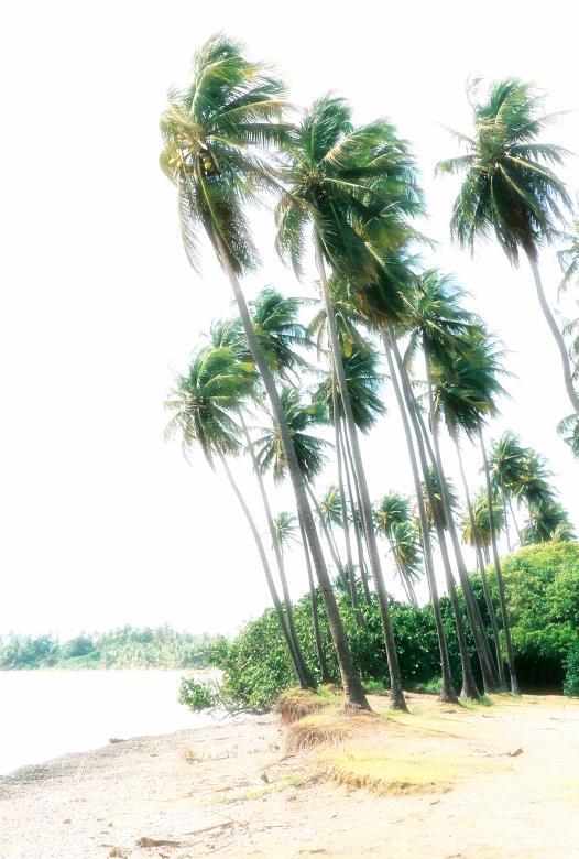 Free stock image of Misty palms created by Jesus Baez