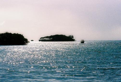 Free Stock Photo of Alligator island