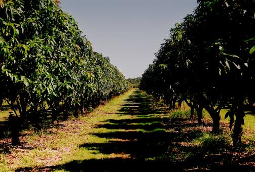 The mango orchard - Free Stock Photo