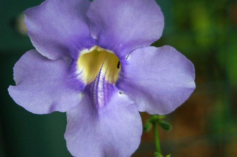 Free stock image of Purple Blossum created by to0w1r3d