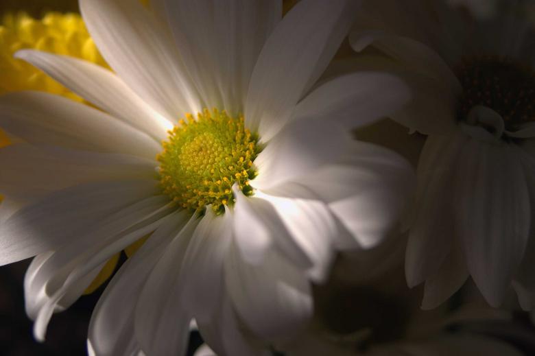 Free stock image of Daisy created by to0w1r3d