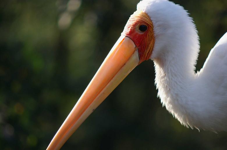 Free stock image of Morning Stork created by to0w1r3d