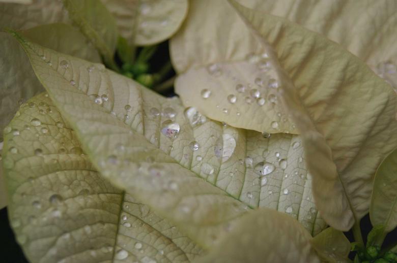 Free stock image of Droplets on leave created by to0w1r3d