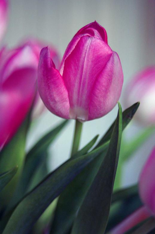 Free stock image of Pink Flowers created by to0w1r3d