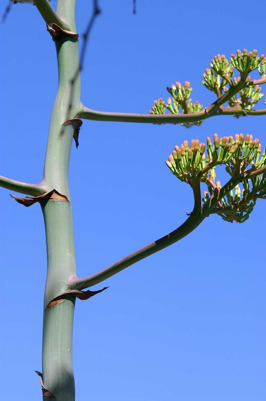 Free stock image of Bare tree created by to0w1r3d