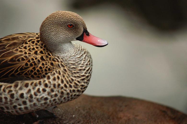 Free stock image of Sitting duck created by to0w1r3d