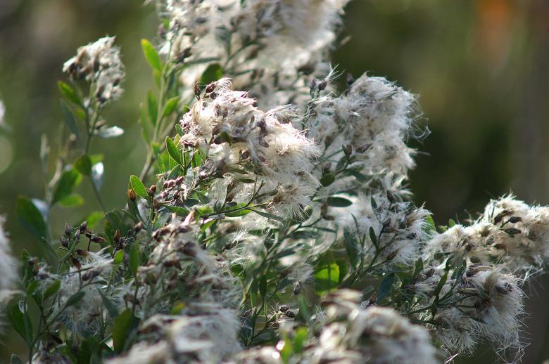 Free stock image of Cotton created by to0w1r3d