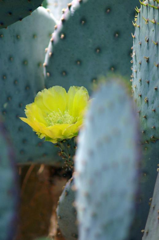 Free stock image of Cactus flower created by to0w1r3d