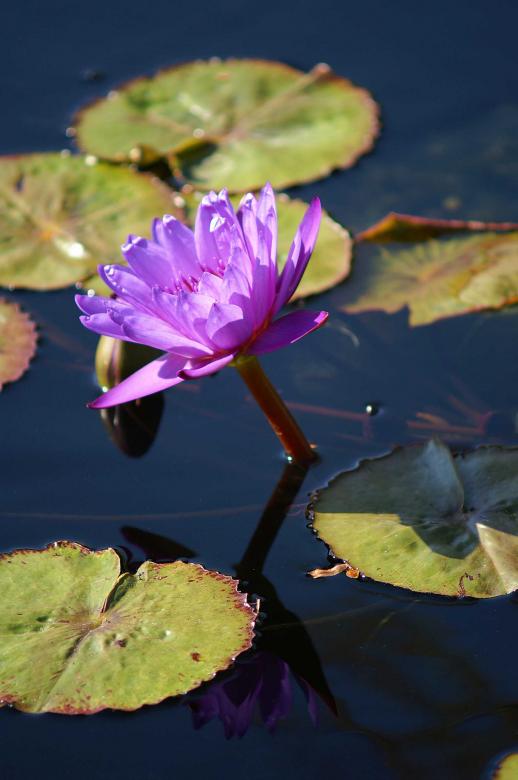 Free stock image of Pink flower created by to0w1r3d